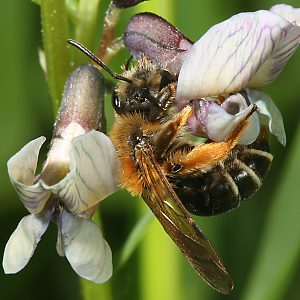 Andrena lathyri, W, an Vicia sepium (17) Andrena lathyri, W, an Vicia sepium (17)