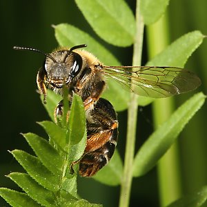 Andrena lathyri, W, an Vicia sepium (17) Andrena lathyri, W, an Vicia sepium (17)