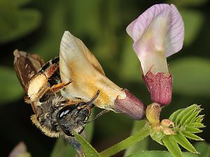Andrena lathyri, W, an Vicia sepium (18) Andrena lathyri, W, an Vicia sepium (18)