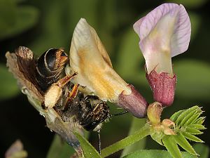 Andrena lathyri, W, an Vicia sepium (19) Andrena lathyri, W, an Vicia sepium (19)