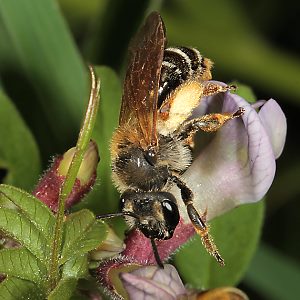 Andrena lathyri, W, an Vicia sepium (20) Andrena lathyri, W, an Vicia sepium (20)