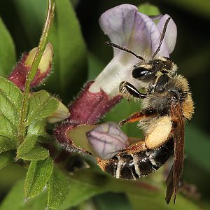 Andrena lathyri, W, an Vicia sepium (21) Andrena lathyri, W, an Vicia sepium (21)