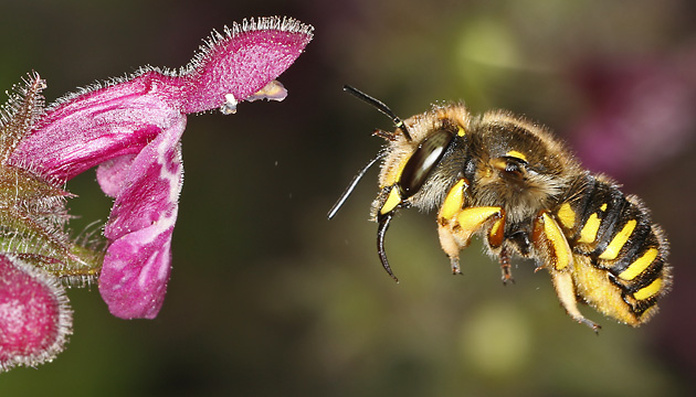 Wollbiene Anthidium manicatum, W im Flug Wollbiene Anthidium manicatum, W im Flug