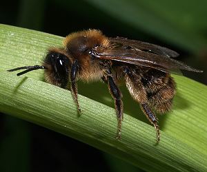 Andrena praecox, W Andrena praecox, W