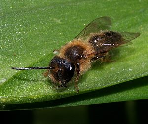 Andrena praecox, M Andrena praecox, M