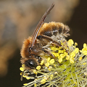 Andrena praecox, W Andrena praecox, W