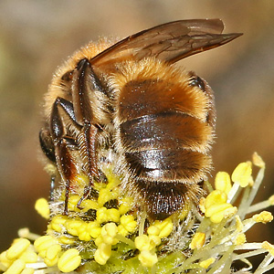 Andrena praecox, W Andrena praecox, W