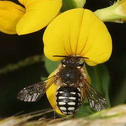 "Kleine Wollbiene" (Anthidium punctatum), M Kleine Wollbiene (Anthidium punctatum), M