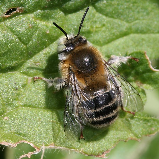 Solitärbienen Pelzbienen Anthophora quadrimaculata