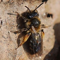 Rotschopfige Sandbiene (Andrena ruficrus), W Rotschopfige Sandbiene (Andrena ruficrus), W