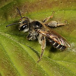 Sandbiene Andrena ventralis, W Sandbiene Andrena ventralis, W