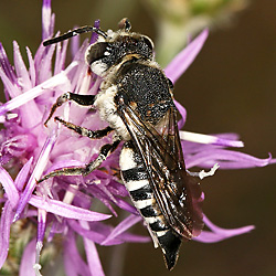 Coelioxys conoidea, W ("Mainzer Sand" 17.07.2018, Nix) Kegelbiene Coelioxys conoidea, W