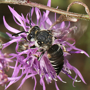 Kegelbiene Coelioxys conoidea, W (Nix) Coelioxys conoidea, W