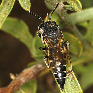 Coelioxys conoidea, W Coelioxys conoidea, W