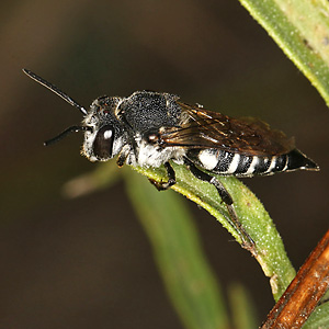 Coelioxys conoidea, W Coelioxys conoidea, W