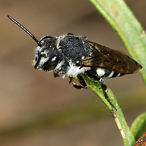 Coelioxys conoidea, W Coelioxys conoidea, W
