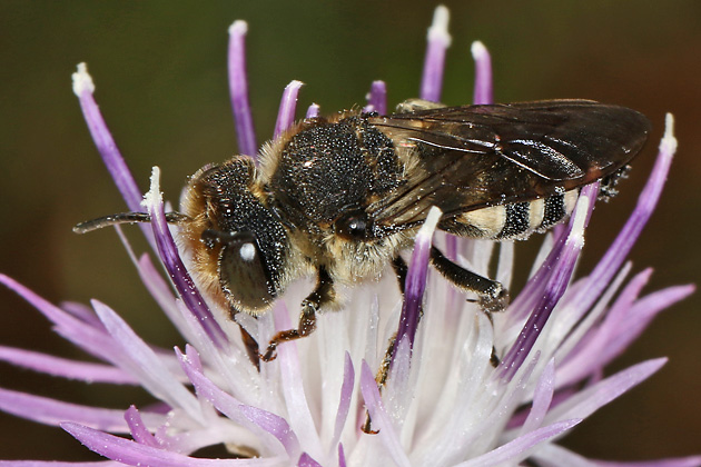 Kegelbiene Coelioxys conoidea, M Coelioxys conoidea, M