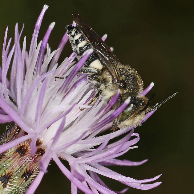 Coelioxys conoidea, M Coelioxys conoidea, M