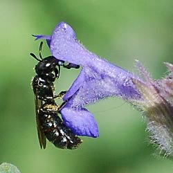 Keulhornbiene Ceratina cyanea Keulhornbiene Ceratina cyanea