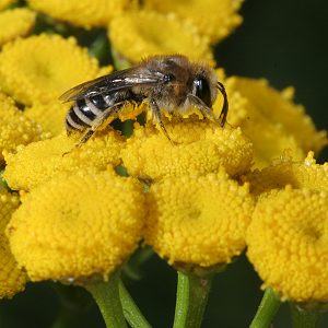 Colletes auf Tanacetum vulgare (Rainfarn) Colletes auf Tanacetum vulgare (Rainfarn)