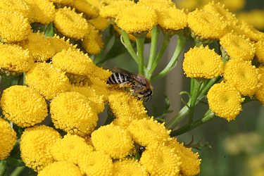 Colletes auf Tanacetum vulgare (Rainfarn) Colletes auf Tanacetum vulgare (Rainfarn)