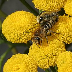 Colletes daviesanus: Kopula auf Tanacetum vulgare (1) Colletes daviesanus: Kopula auf Tanacetum vulgare (1)