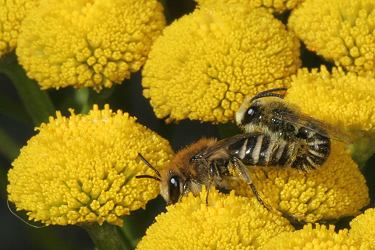 Colletes daviesanus: Kopula auf Tanacetum vulgare (2) Colletes daviesanus: Kopula auf Tanacetum vulgare (2)