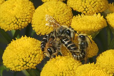 Colletes daviesanus: Kopula auf Tanacetum vulgare (3) Colletes daviesanus: Kopula auf Tanacetum vulgare (3)