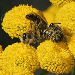 Colletes daviesanus: Kopula auf Tanacetum vulgare (4) Colletes daviesanus: Kopula auf Tanacetum vulgare (4)
