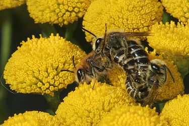 Colletes daviesanus: Kopula auf Tanacetum vulgare (5) Colletes daviesanus: Kopula auf Tanacetum vulgare (5)