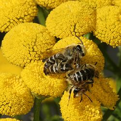 Colletes daviesanus: Kopula auf Tanacetum vulgare (6) Colletes daviesanus: Kopula auf Tanacetum vulgare (6)