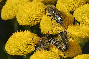 Colletes daviesanus: Kopula auf Tanacetum vulgare (7) Colletes daviesanus: Kopula auf Tanacetum vulgare (7)