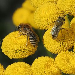 Colletes daviesanus Colletes daviesanus