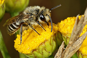 Colletes daviesanus, M auf Tanacetum vulgare Colletes daviesanus auf Tanacetum vulgare