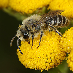 Colletes daviesanus, W auf Tanacetum vulgare Colletes daviesanus, W auf Tanacetum vulgare