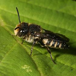 Kegelbiene Coelioxys inermis Kegelbiene Coelioxys inermis