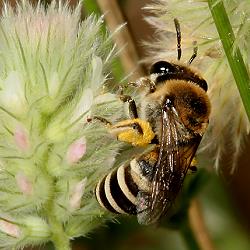 Seidenbiene Colletes marginatus, W - Bonn, 29.6.2008 Seidenbiene Colletes marginatus, W