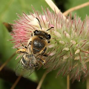 Colletes marginatus, W Colletes marginatus, W