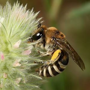 Colletes marginatus, W Colletes marginatus, W