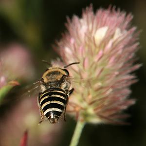 Colletes marginatus, W Colletes marginatus, W
