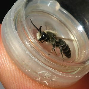 Colletes marginatus, M Colletes marginatus, M