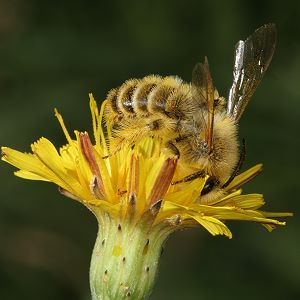 Dasypoda hirtipes, M Dasypoda hirtipes, M