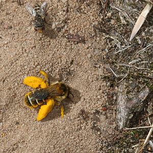 Dasypoda hirtipes, W Dasypoda hirtipes, W