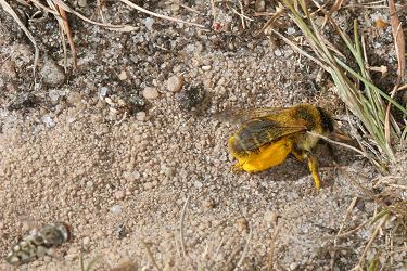 Dasypoda hirtipes, W Dasypoda hirtipes, W