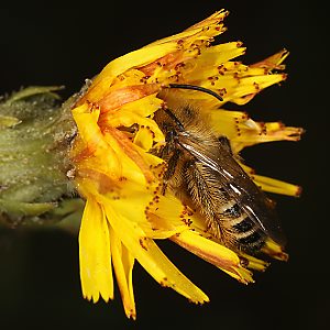Dasypoda hirtipes, W Dasypoda hirtipes, W