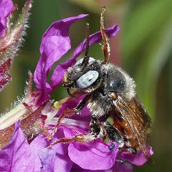 Schmuckbiene: Epeoloides coecutiens Schmuckbiene: Epeoloides coecutiens