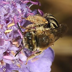Langhornbiene Eucera salicariae Langhornbiene Eucera salicariae