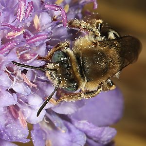 Eucera (Tetralonia) salicariae, W Eucera (Tetralonia) salicariae, W