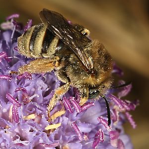 Langhornbiene Eucera salicariae, W Langhornbiene Eucera salicariae, W