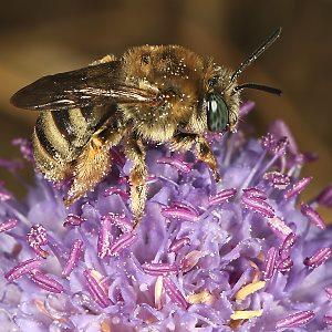 Langhornbiene Eucera salicariae, W Langhornbiene Eucera salicariae, W
